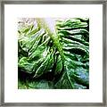 Lettuce Framed Print