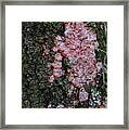 Lichen This Framed Print