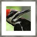 Lick It Up - Pileated Woodpecker Framed Print