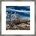 Life Amoung The Weeds Framed Print