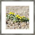 Life In The Desert Framed Print