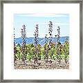 Life On A Tree Farm-foothills View #1 Framed Print