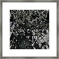 Light And Shadow 1 Framed Print