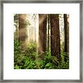 Light Beams Framed Print