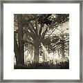 Light In The Forest Framed Print