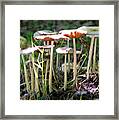 Light On Mushrooms Framed Print