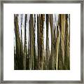 Light Within The Forest Framed Print