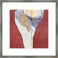 Lightning Whelk Conch I Framed Print