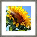 Like A Sunflower Framed Print