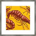 Lil Shrimp Framed Print