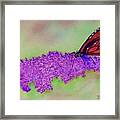 Lilac And Butterfly Framed Print