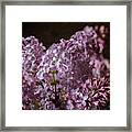 Lilac Bouquet Iii Framed Print