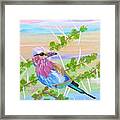 Lilac Breasted Roller In Thorn Tree Framed Print