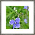 Lilac Flower Framed Print