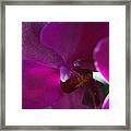 Lilace Or Purple Framed Print