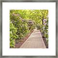 Lilacia Park Pathway Framed Print