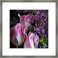 Lilacs  And Tulips Framed Print