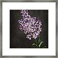 Lilacs Framed Print