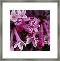 Lilacs In Rain Framed Print