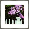Lilacs - Mother's Day 2 Framed Print