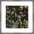 Lilacs Framed Print