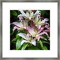 Lilies After The Rain Framed Print