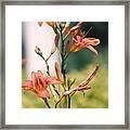 Lilies In My Garden - Photograph Framed Print