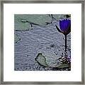 Lilies In The Rain Framed Print