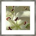 Lilies In The Shade Framed Print