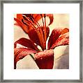 Lilies In The Shadow Framed Print