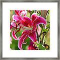 Lilies Of The Field Framed Print