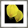 Lilies Out Of The Dark Framed Print