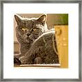 Lilli The Cat Framed Print