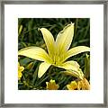 Lilly Framed Print