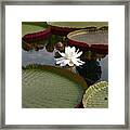 Lily Framed Print