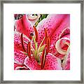 Lily Fantasy Framed Print