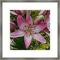 Lily Hearts Framed Print