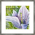 Lily In Purple Framed Print