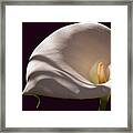 Lily In Shadows Framed Print