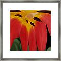 Lily Melting Framed Print