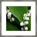 Lily Of The Valley Framed Print