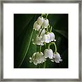 Lily Of The Valley Bouquet Framed Print