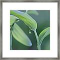 Lily Of The Valley Framed Print