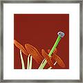 Lily On Red Framed Print