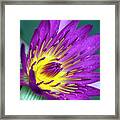 Lily On The Water Framed Print