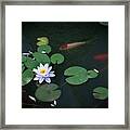 Lily Pad Flower And Koi Framed Print