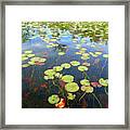 Lily Pads And Reflections Framed Print