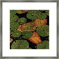 Lily Pads Framed Print
