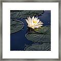 Lily Pads With Flower Framed Print