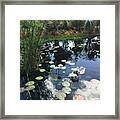Lily  Pads With The Sky Reflecting In The Pond #2 Framed Print